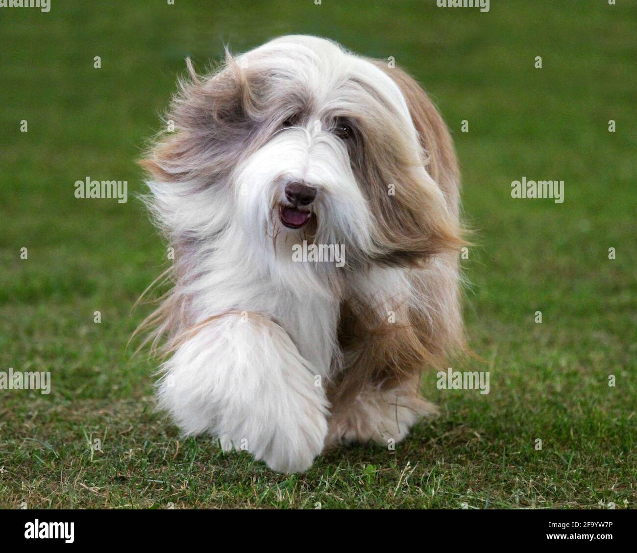Bearded Collie Banque D'Images