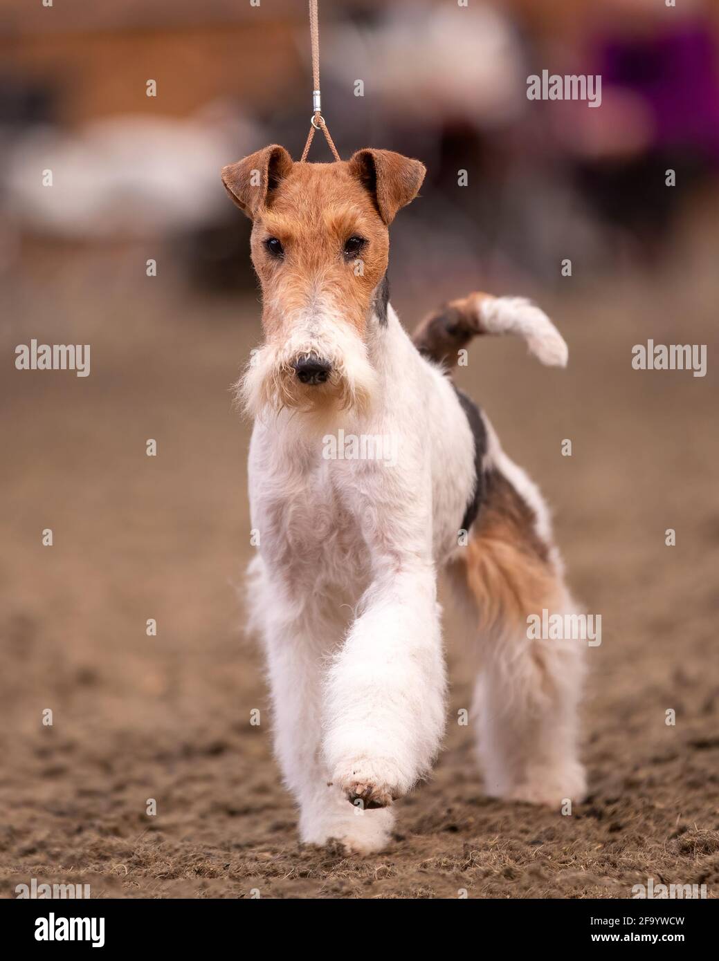 Wire Fox Terrier Banque D'Images