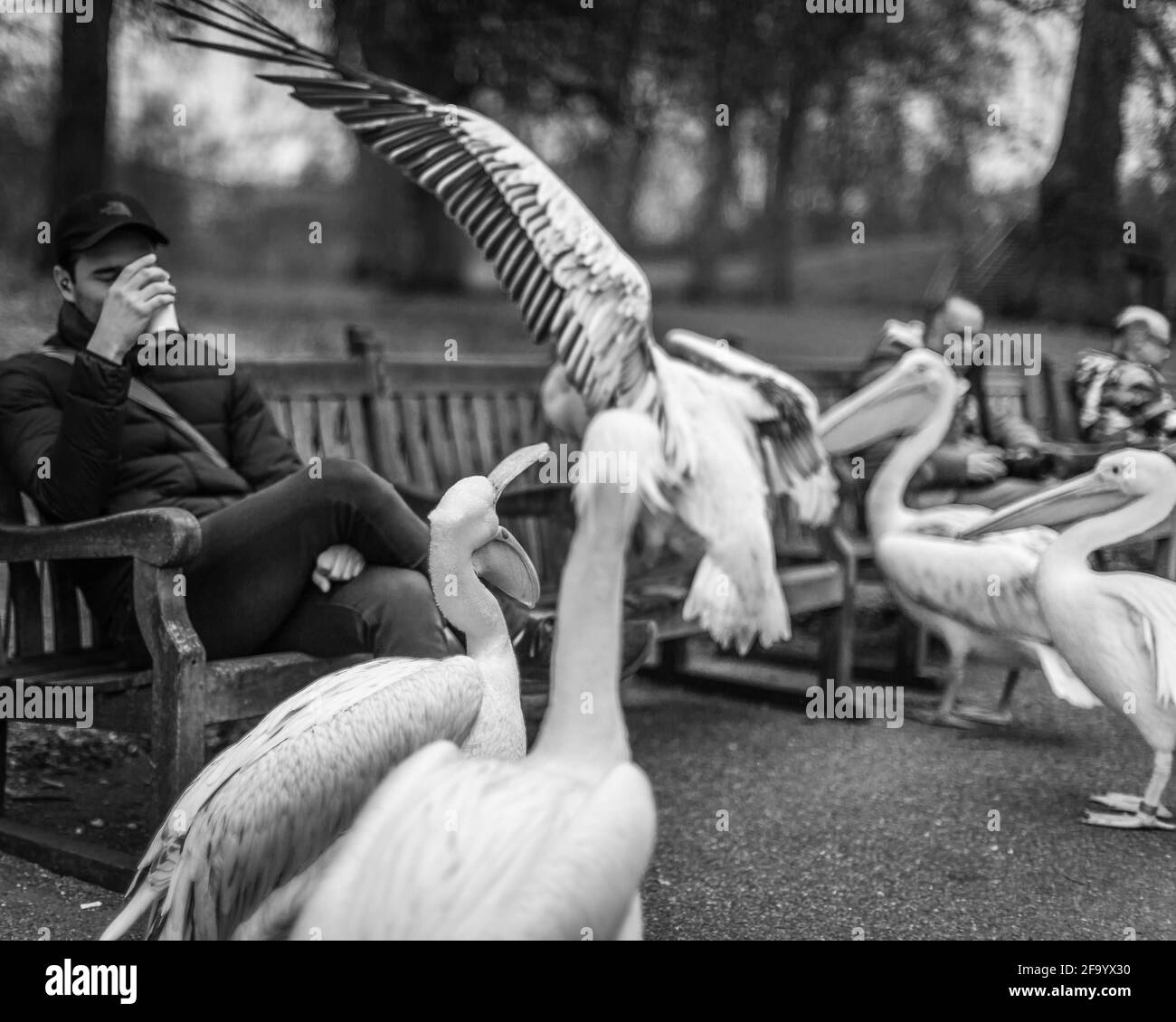 Les pélicans rencontrent le grand public dans un parc de Londres. Banque D'Images