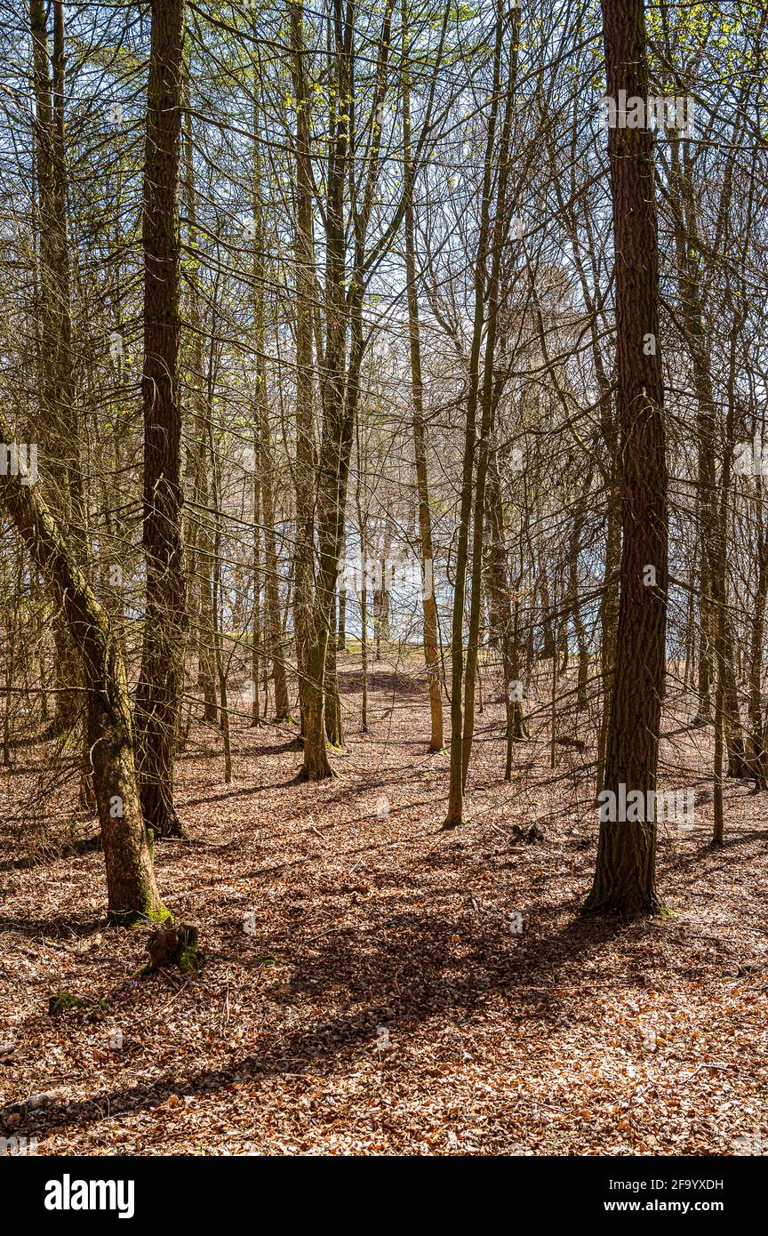 Vue sur une promenade autour du parc national de Talkin Tarn Banque D'Images