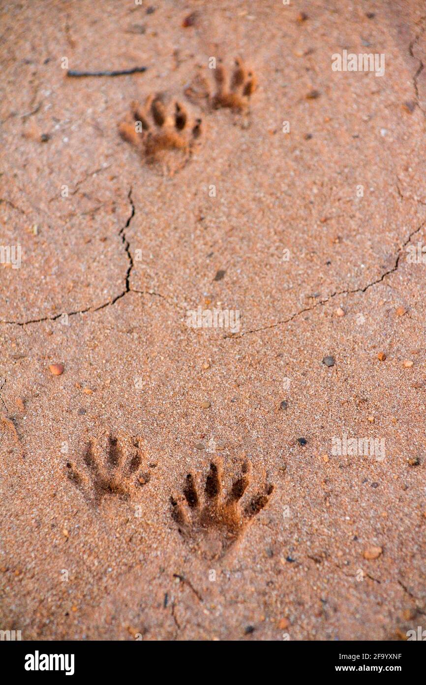 Empreintes de pied Raccon dans le sable. Banque D'Images