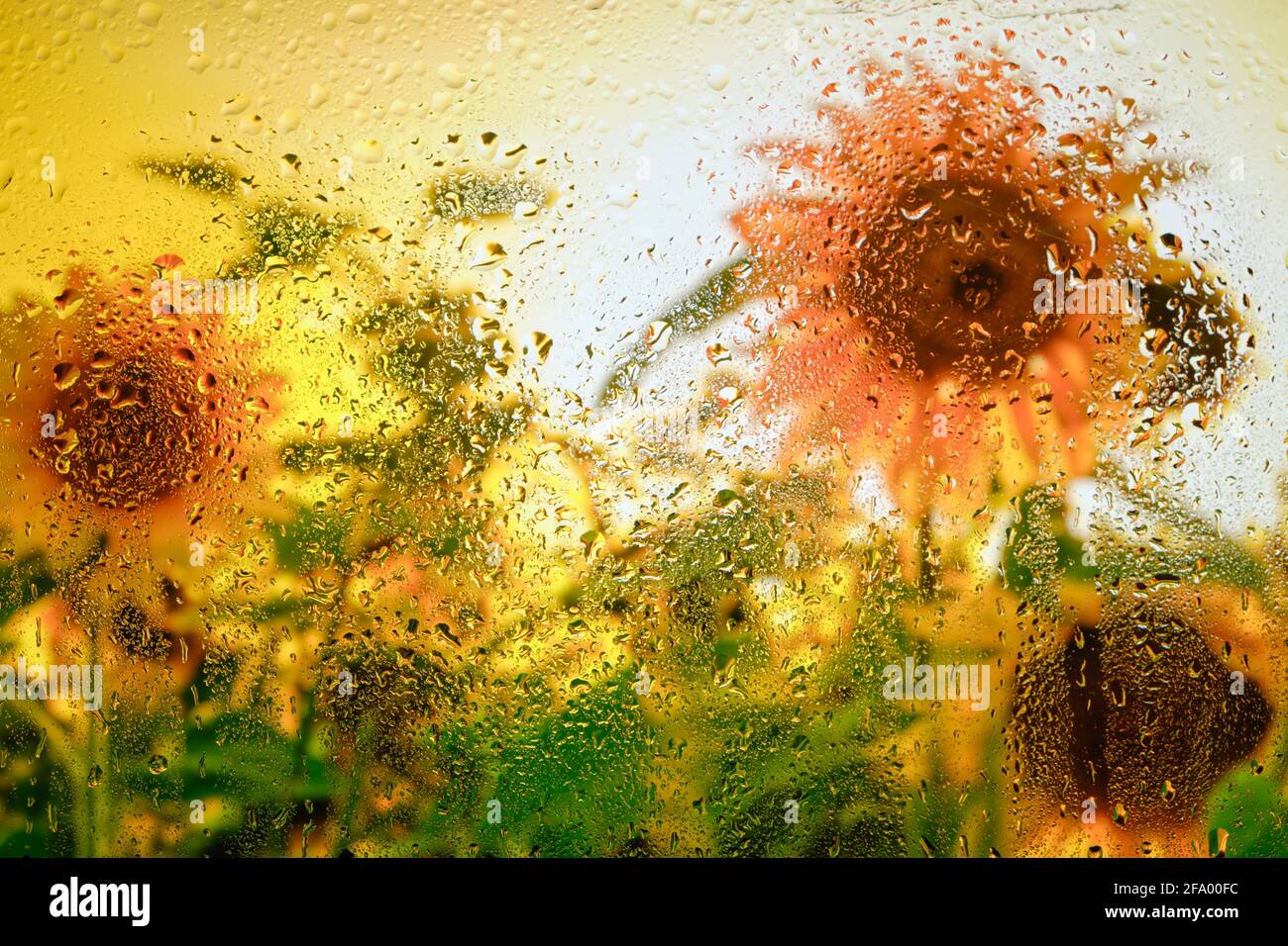 Arrière-plan des tournesols derrière le verre humide dans les gouttes après la pluie Banque D'Images