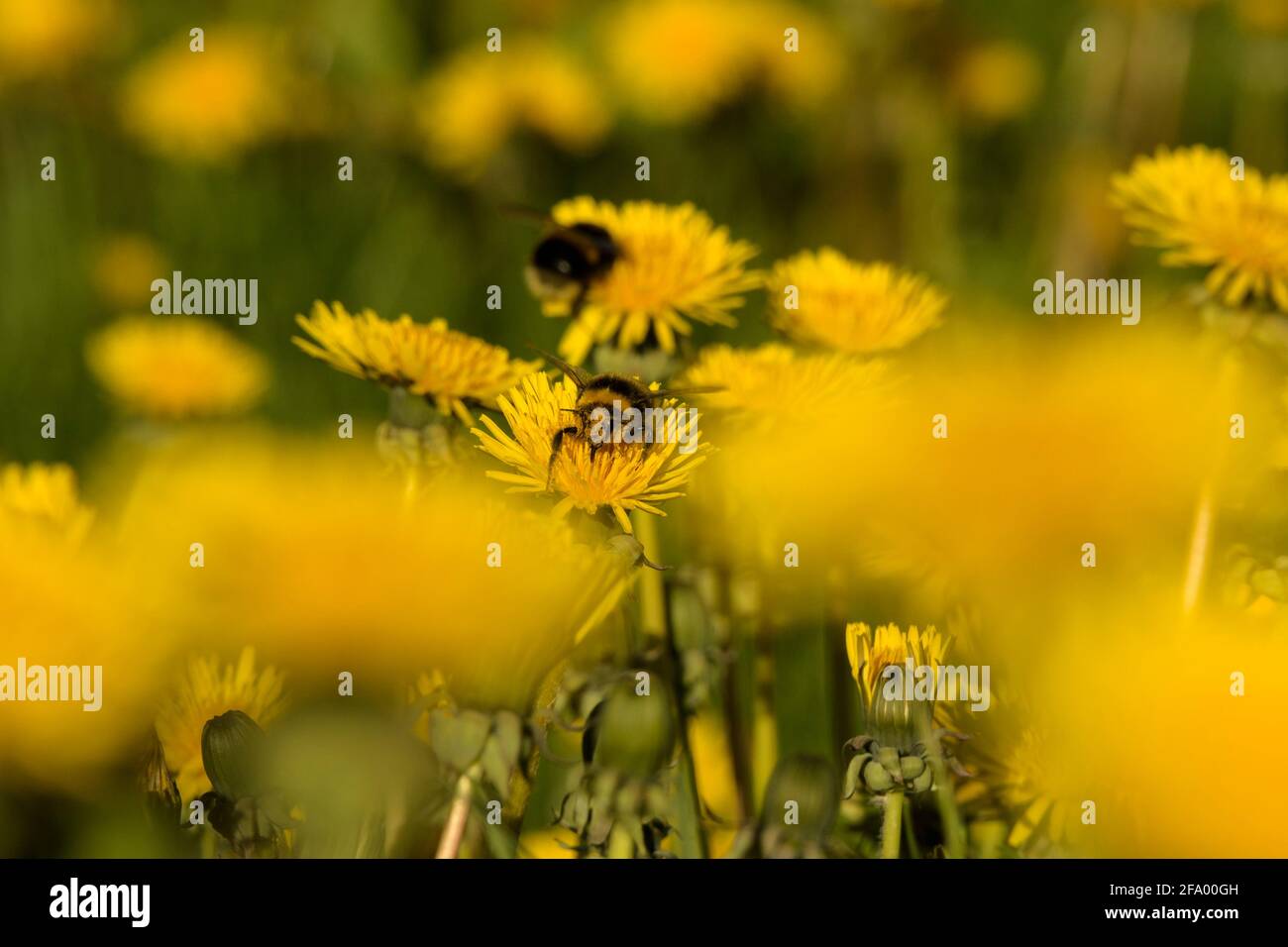 Heath Bumblebee (Bombus jonellus) collectant le pollen des pissenlits, Islande Banque D'Images