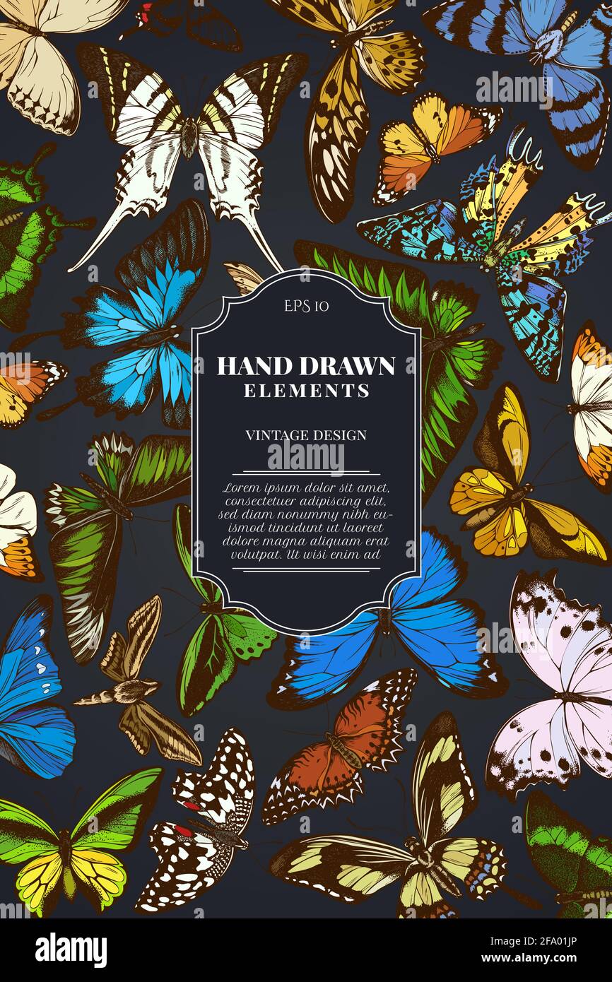 Carte sur fond sombre avec pointe orange, queue d'émeraude, reines de jungle, tigre Uni, rajah brooke's Birdwing, papilio torquatus Illustration de Vecteur