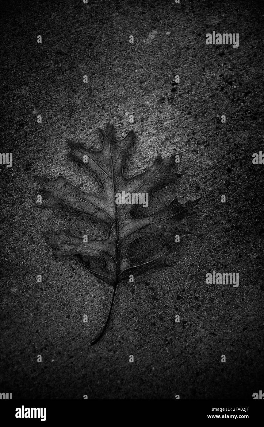 Image en noir et blanc d'une feuille de chêne sur une surface en béton rugueux et texturé. Trouvé et photographié sur les routes arrière du Texas. Banque D'Images