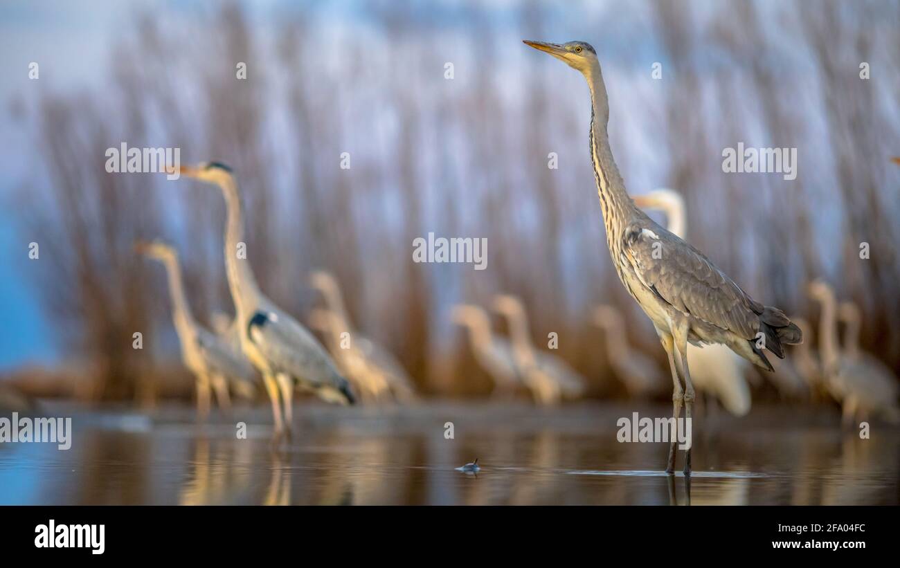 Chasse en groupe à l'héron gris (Ardea cinerea) au lac Csaj, au parc national de Kiskunsagi, à Pusztaszer, en Hongrie. Février. Il se nourrit principalement de créatures aquatiques W Banque D'Images