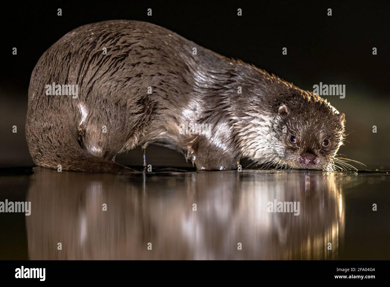 Européen Otter (Lutra lutra) en eaux peu profondes la nuit dans le parc national de Kiskunsagi, Pusztaszer, Hongrie. Février. La loutre eurasienne a un mainl de régime Banque D'Images