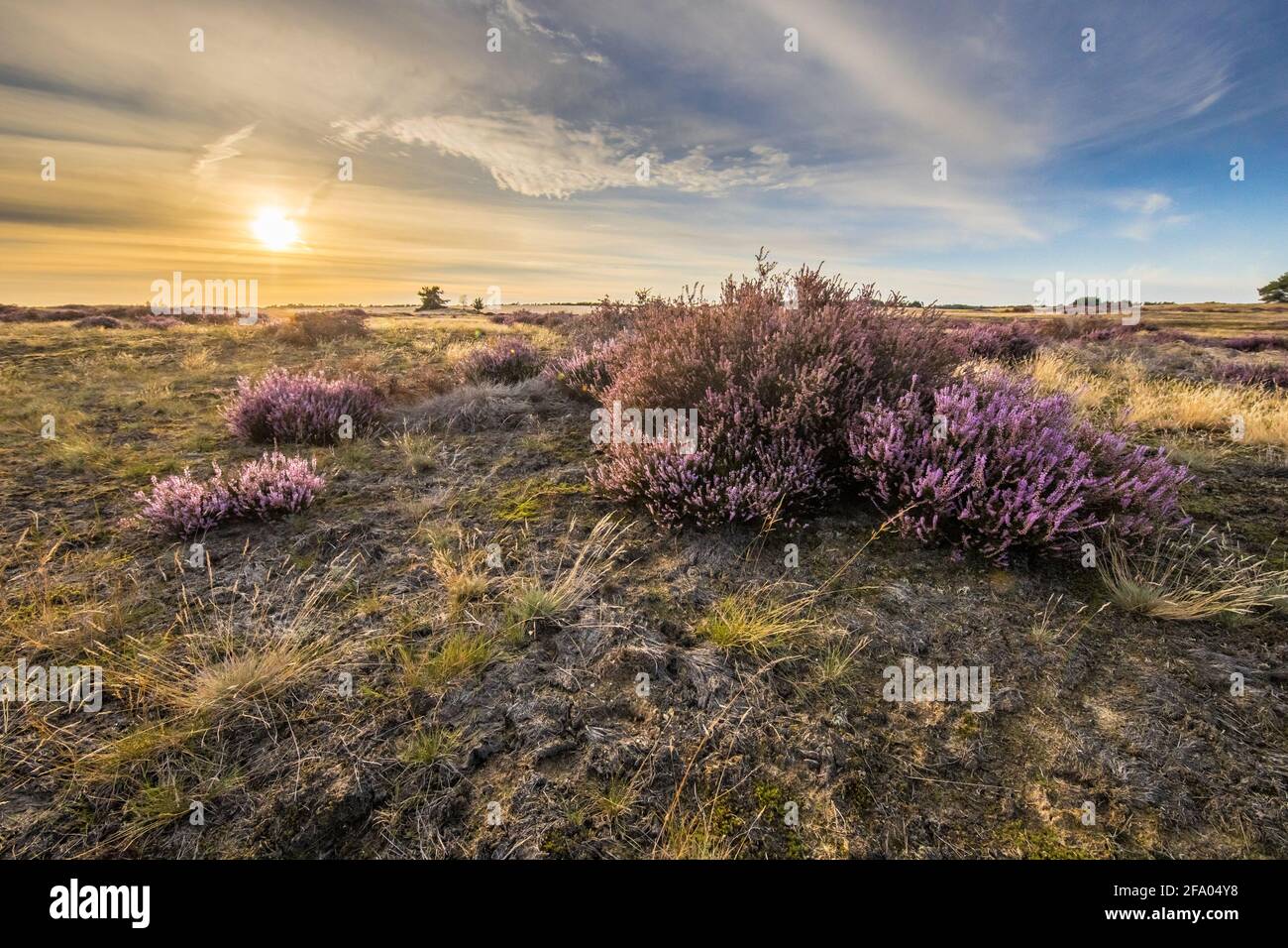Paysage Apaisant Paysage De La Lande Dans Le Parc National Hoge Veluwe Province De Gelderland Pays Bas Paysage Scene De La Nature En Europe Photo Stock Alamy Paysage Apaisant Paysage De La Lande Dans Le Parc National Hoge Veluwe Province De Gelderland Pays Bas Paysage Scene De La Nature En Europe Photo Stock Alamy