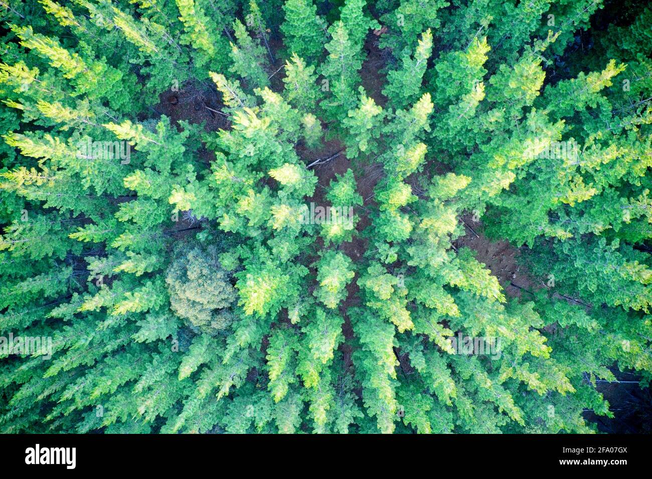 Vue aérienne de la forêt de pins formant des patrons dans la nature Balingup, Australie occidentale Banque D'Images