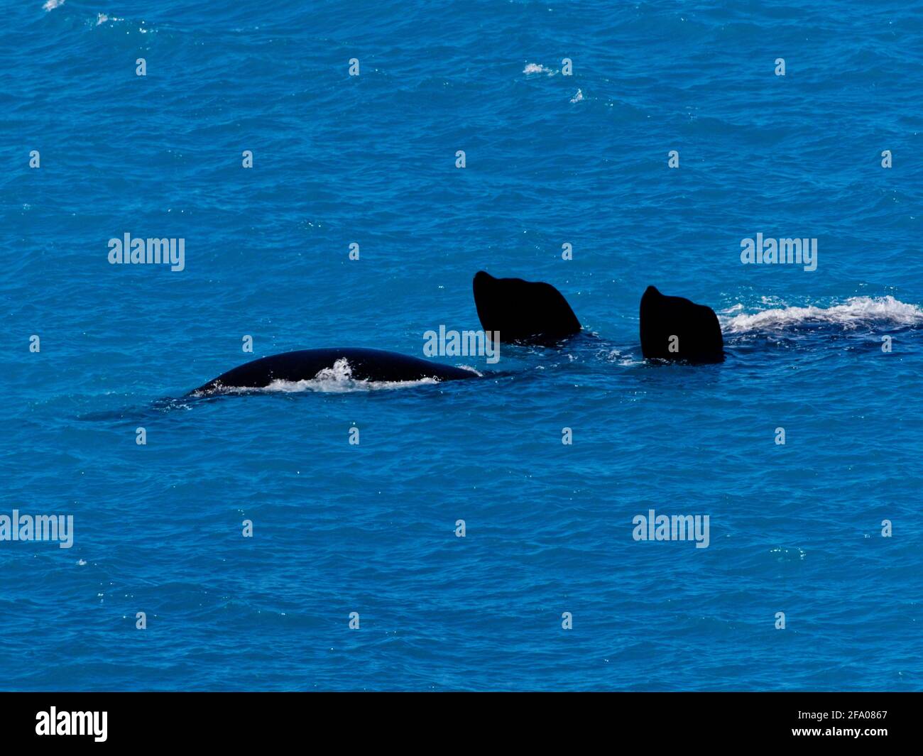 Migration de la Baleine noire du sud (Eubalaena australis) Chef de Bight, Nullawr, Australie. Banque D'Images