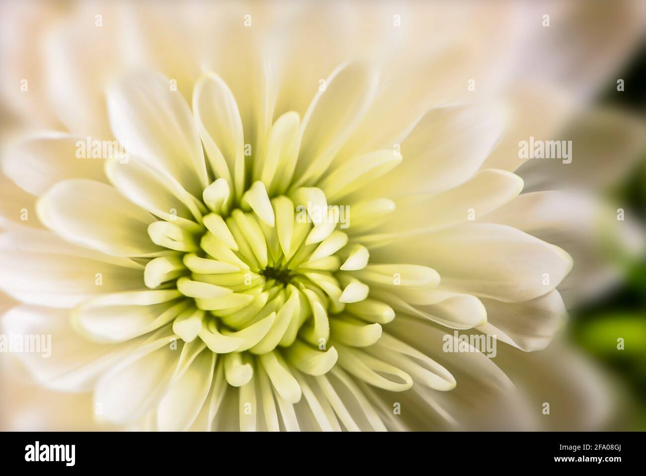 Macro regardez une fleur blanche de Chrysanthemum avec un mise au point douce pour l'arrière-plan Banque D'Images