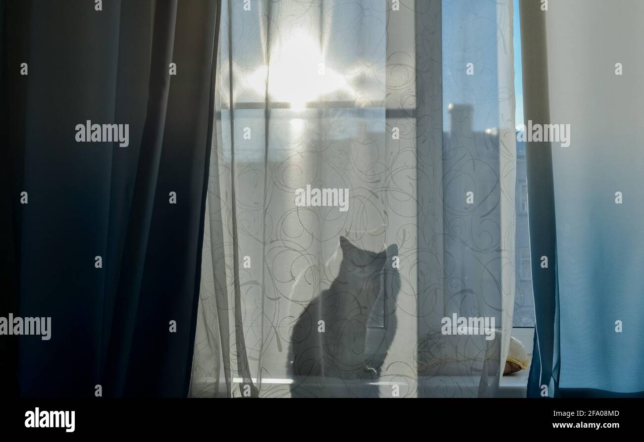 Le chat est assis sur le rebord de la fenêtre et à travers le rideau vous pouvez voir son ombre, une silhouette. Journée ensoleillée à l'extérieur de la fenêtre. Banque D'Images