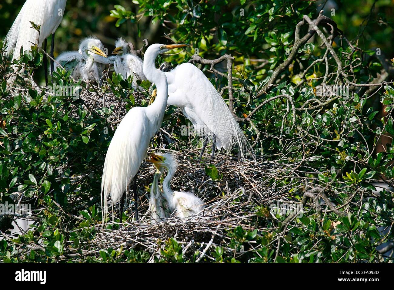 Famille d'Egrets blancs avec de jeunes poussins dans un oiseau sanctuaire dans le nord de la Floride Banque D'Images