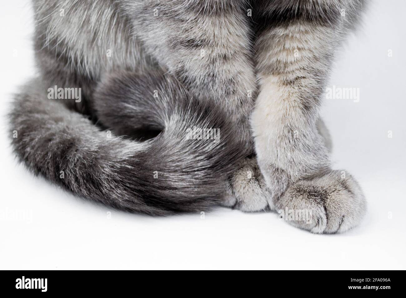 Gros plan sur le corps d'un chat de tabby à fourrure grise - pattes avec griffes et queue sur fond blanc. Banque D'Images