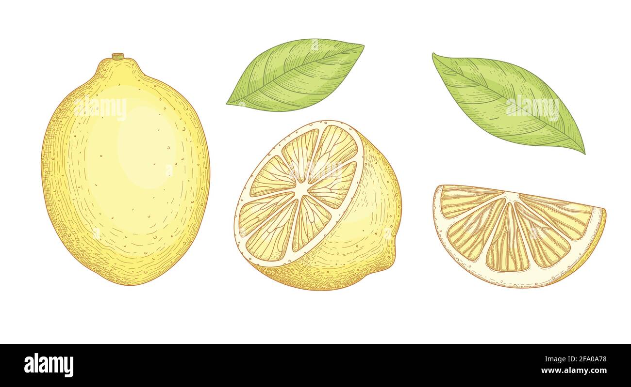 Collection de dessins détaillés de citrons entiers et coupés avec tranche et feuilles isolées sur fond blanc. Agrumes jaune vif. Illustration Illustration de Vecteur