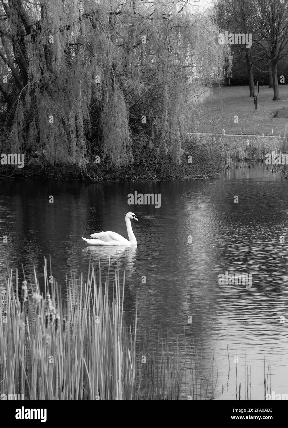 Cygne blanc muet nageant dans un étang de Campbell Park à Milton Keynes, avec un grand saule pleureur en arrière-plan. Banque D'Images