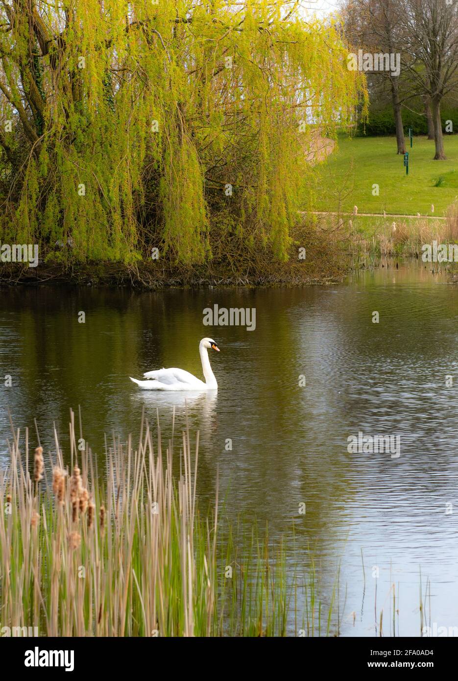 Cygne blanc muet nageant dans un étang de Campbell Park à Milton Keynes, avec un grand saule pleureur en arrière-plan. Banque D'Images