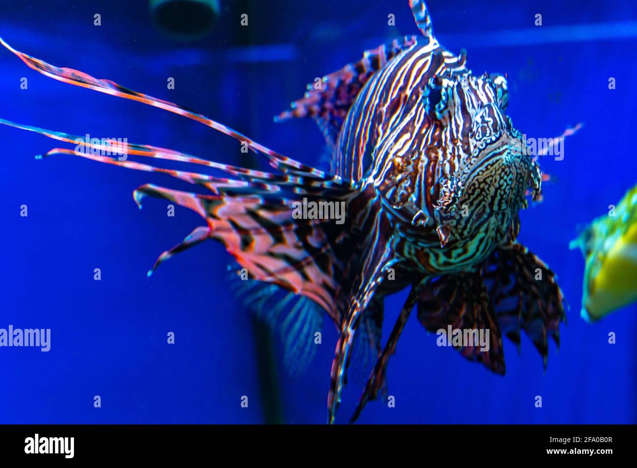 Gros plan sur le poisson de lionfish, poisson-diable dans l'eau sur fond bleu, poisson-papillon dans la mer rouge Banque D'Images