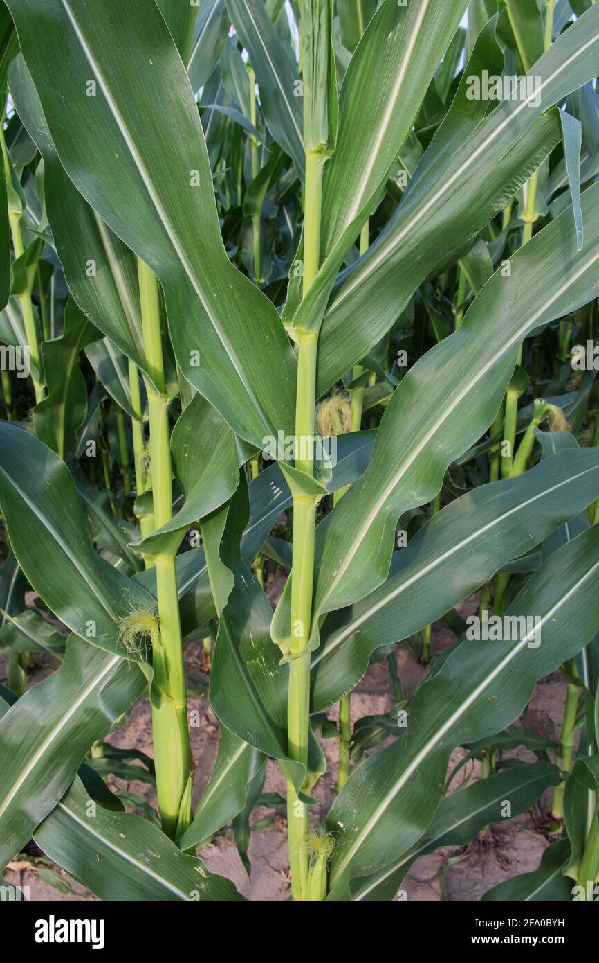 Tiges de maïs, gros plan. Plantes agricoles en été. Banque D'Images