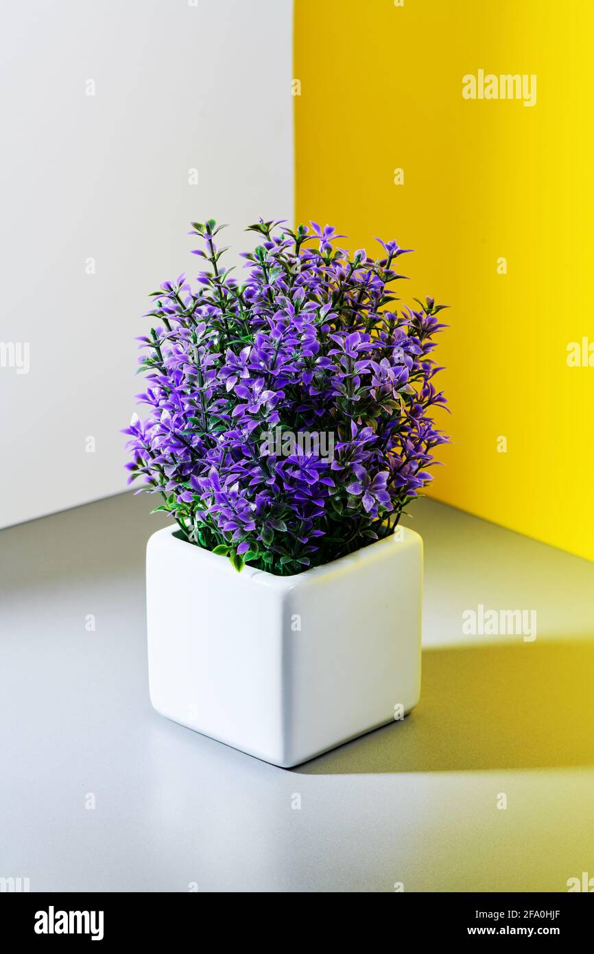 un pot de fleurs lilas sur fond gris-jaune blanc Photo Stock - Alamy