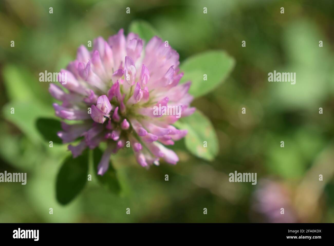 Le trèfle en fleurs sur un pré vert sur une journée ensoleillée. L'herbe et des fleurs dans le domaine de l'été. Nature arrière-plan flou. Profondeur de champ. Cop Banque D'Images