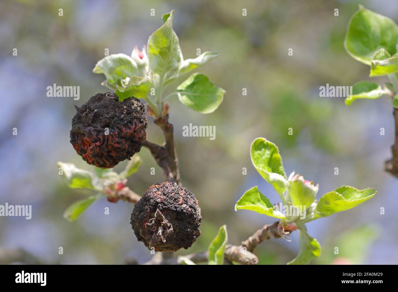 Monilia. Pommes endommagées par la maladie fongique Monilia fructigena dans la maladie de Orchard. Momie d'une pomme attaquée par la moniliose. Banque D'Images