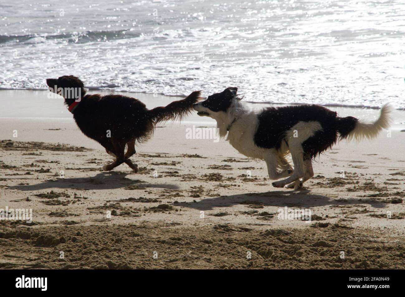 Deux chiens courant et jouant sur la plage – chien noir et Border Collie poursuivant le long du rivage sablonneux avec les vagues de l'océan Banque D'Images