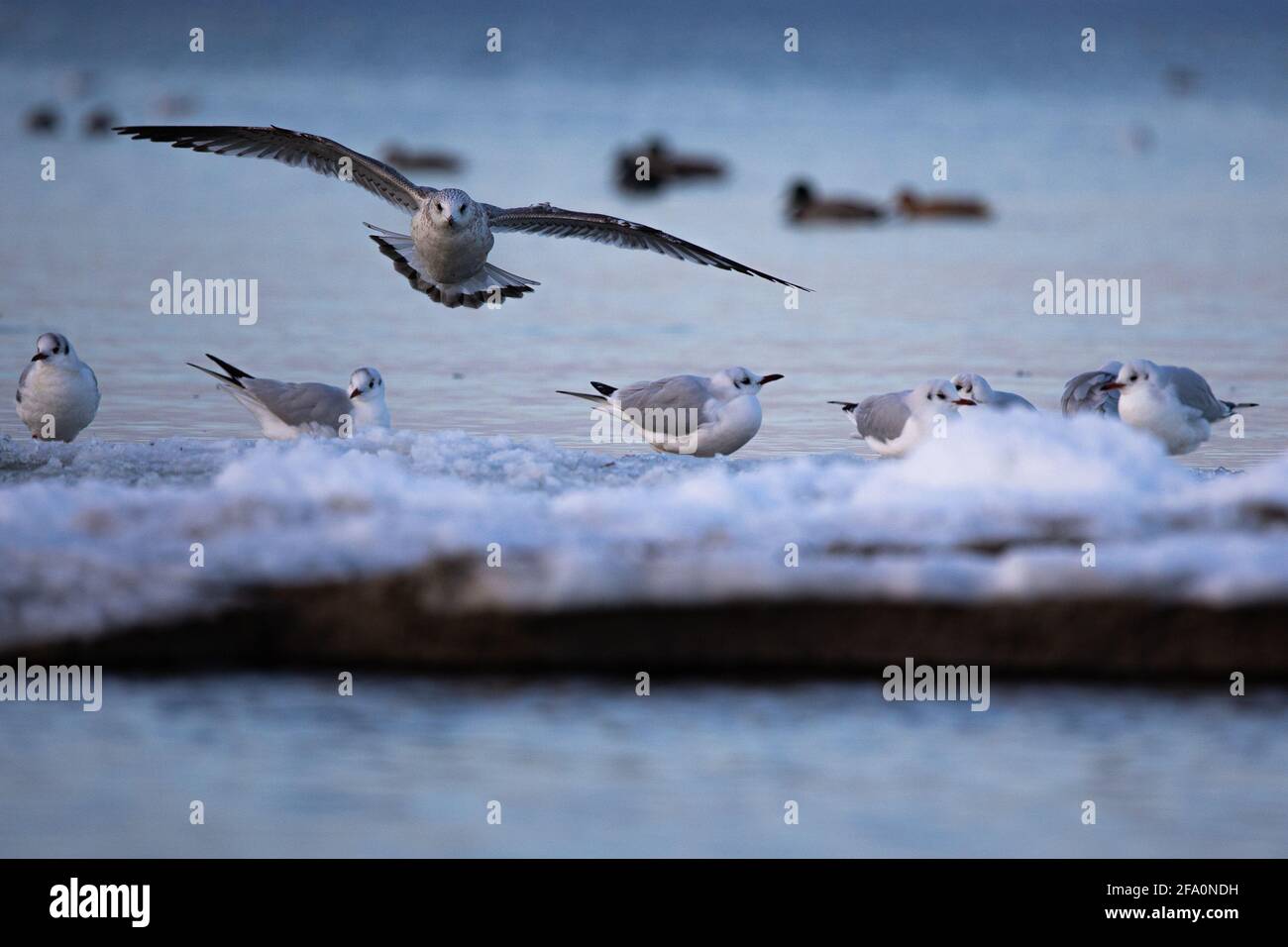 Sibermöwe im Landeanflug Banque D'Images