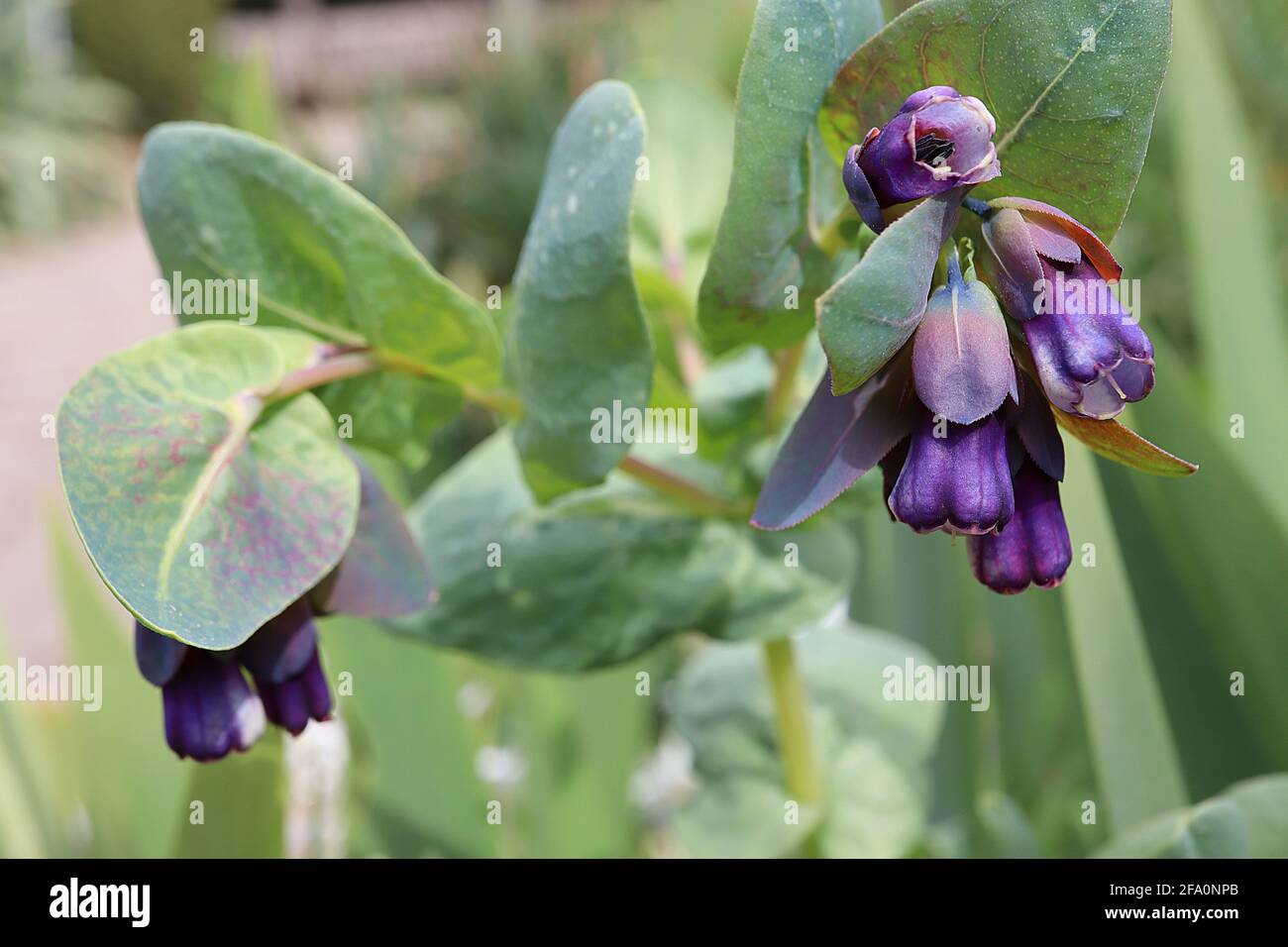Cerinthe grand purpurascens bleu nid d'abeille – fleurs en forme de cloche à cannelures violet profond et feuilles vertes bleues, avril, Angleterre, Royaume-Uni Banque D'Images