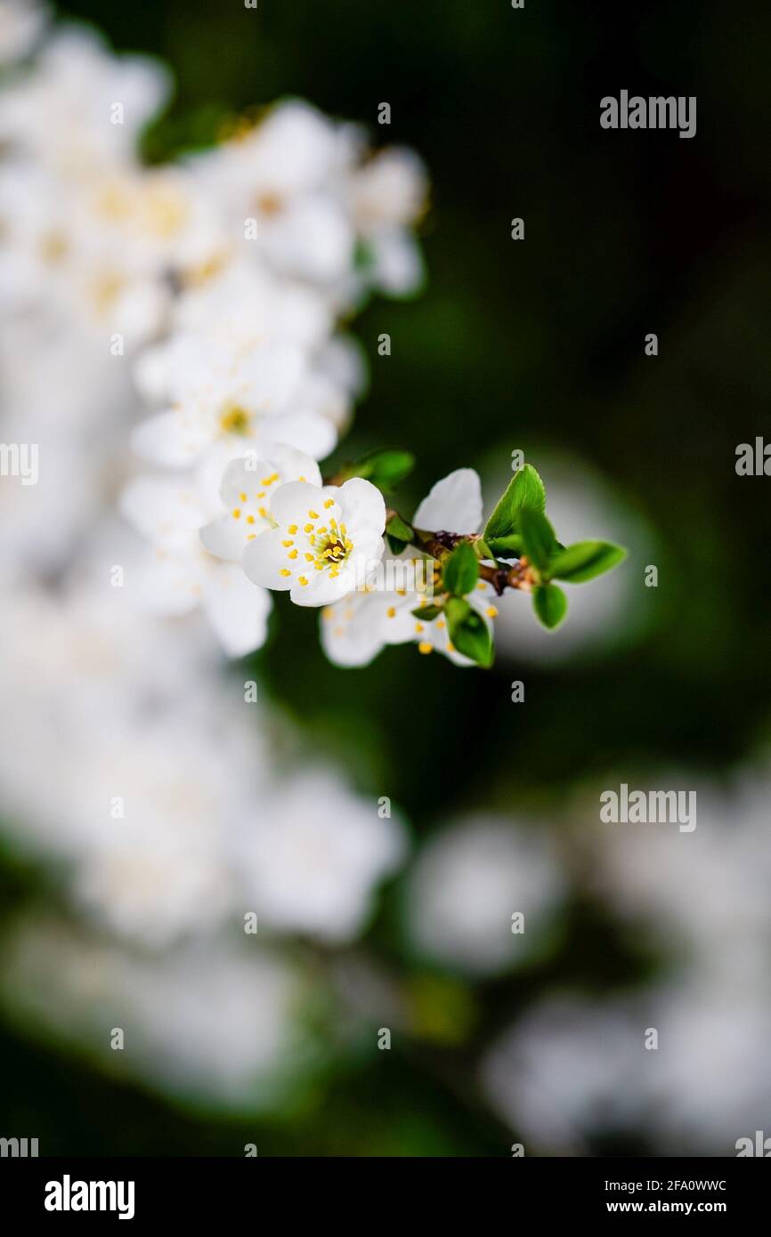 Branche blanche à fleur de printemps sur fond noir Banque D'Images Branche blanche à fleur de printemps sur fond noir Banque D'Images