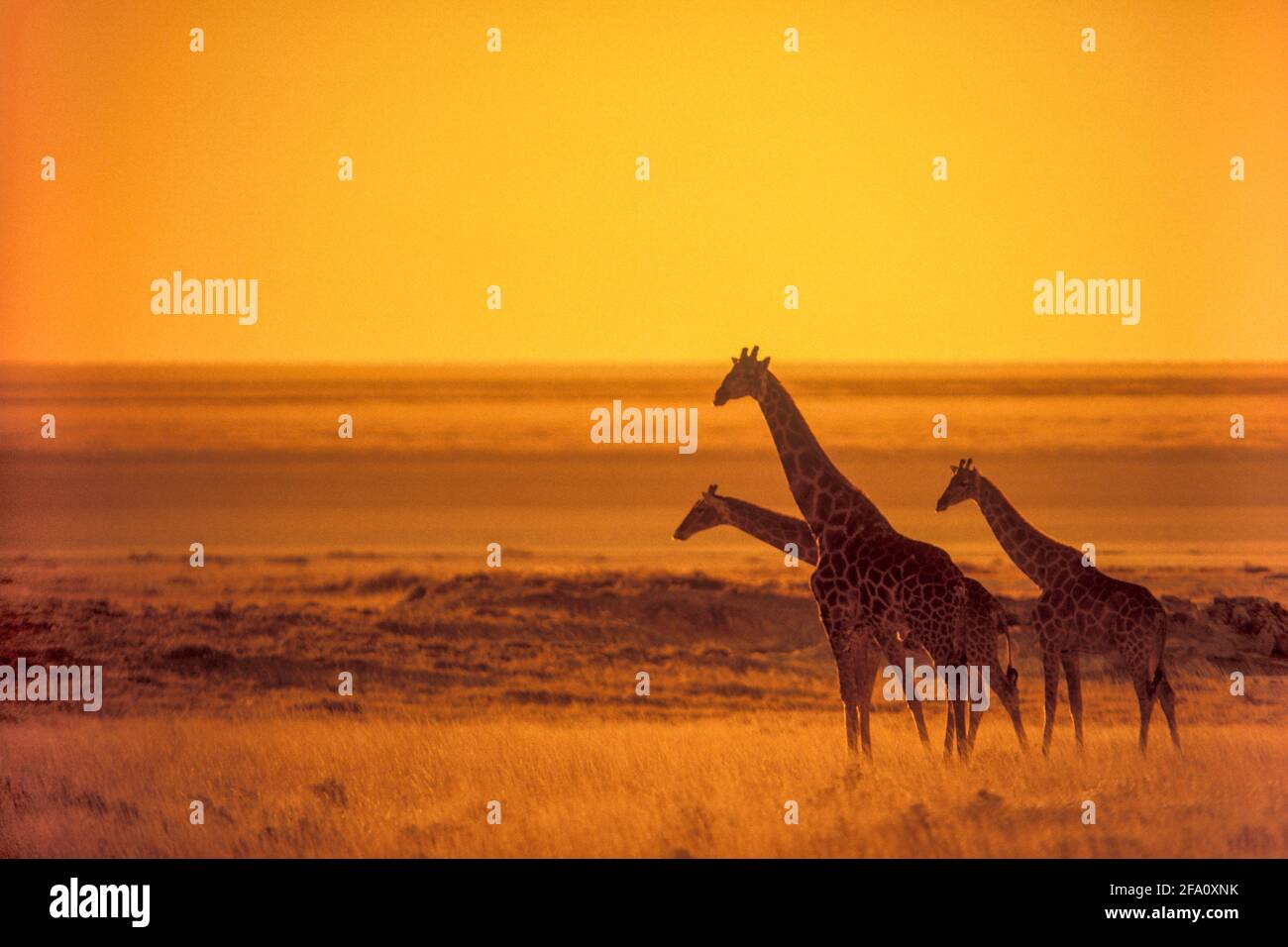 Trois girafes namibiens en silhouette de coucher de soleil Etosha Pan NP, Namibie Banque D'Images