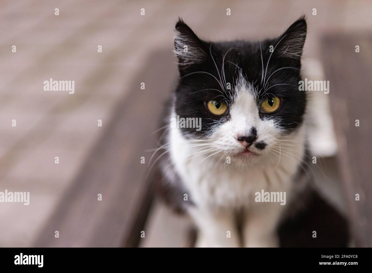 Hitler cat Banque de photographies et d’images à haute résolution Alamy