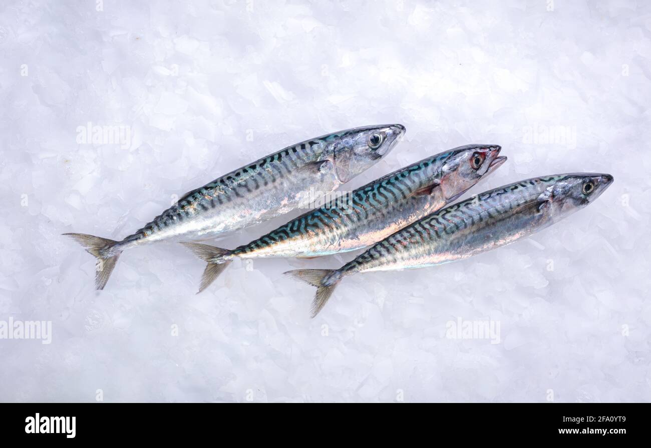 Trois maquereaux frais dans la glace à un poissonnier Banque D'Images