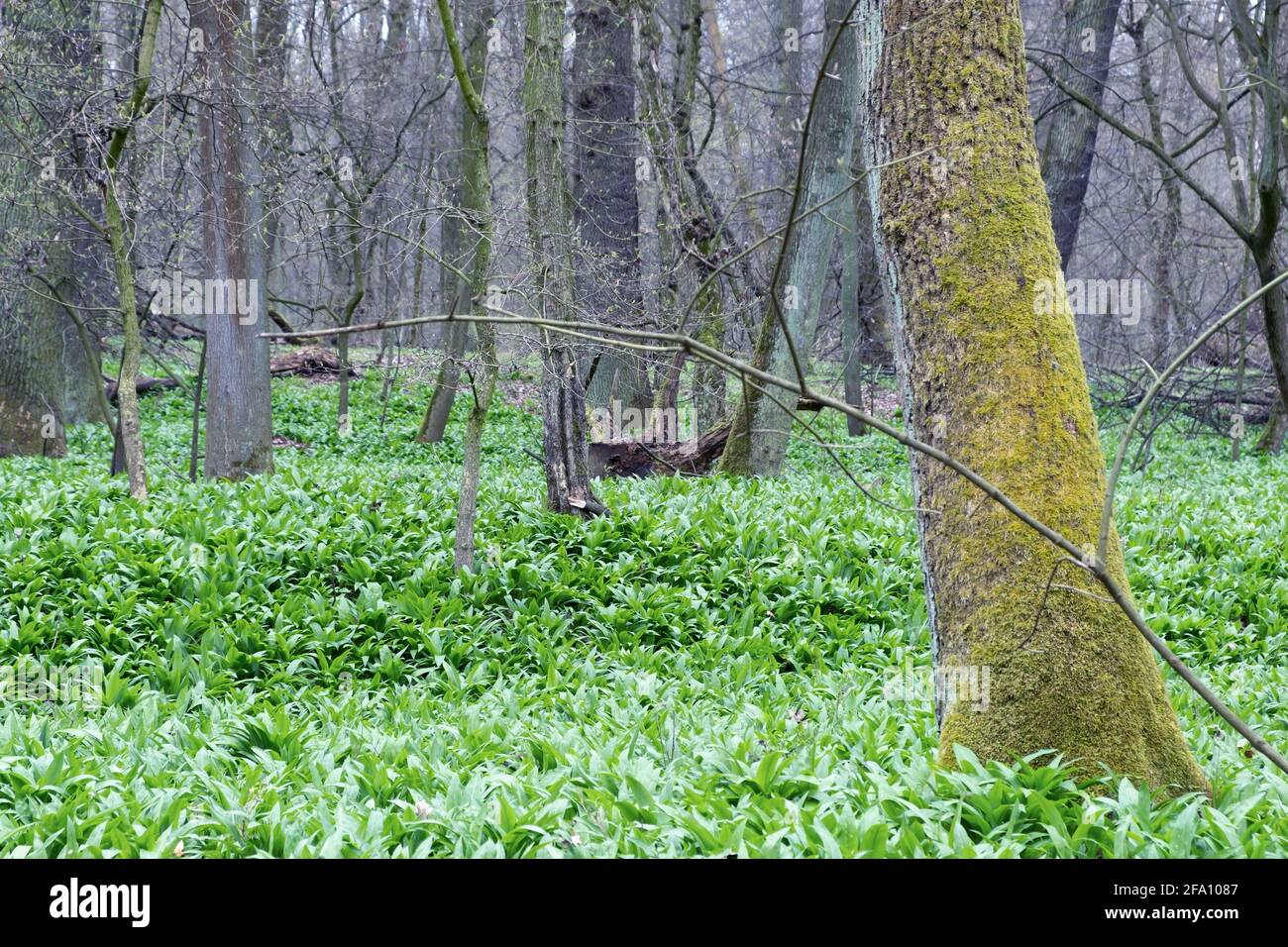 Ours sauvages l'ail laisse des herbes dans la forêt. Allium ursinum tapis naturel de feuilles de ramson frais, récolte d'herbes Banque D'Images