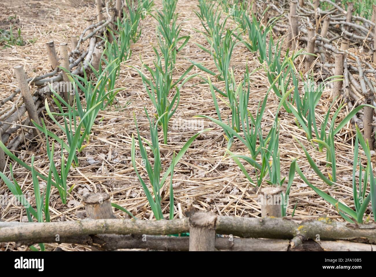 PLANTATION BIO d'ail cultivé organiquement, feuilles vertes d'ail mûres rangée sur la plante de lit poussant sur le champ de ferme de pays de terre Banque D'Images