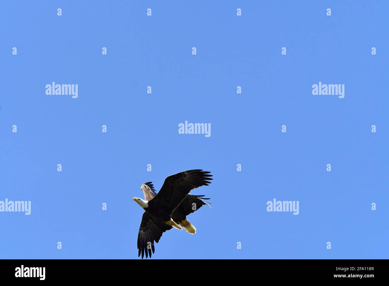 Pygargue à tête blanche adulte poursuivant un autre aigle à tête blanche Banque D'Images