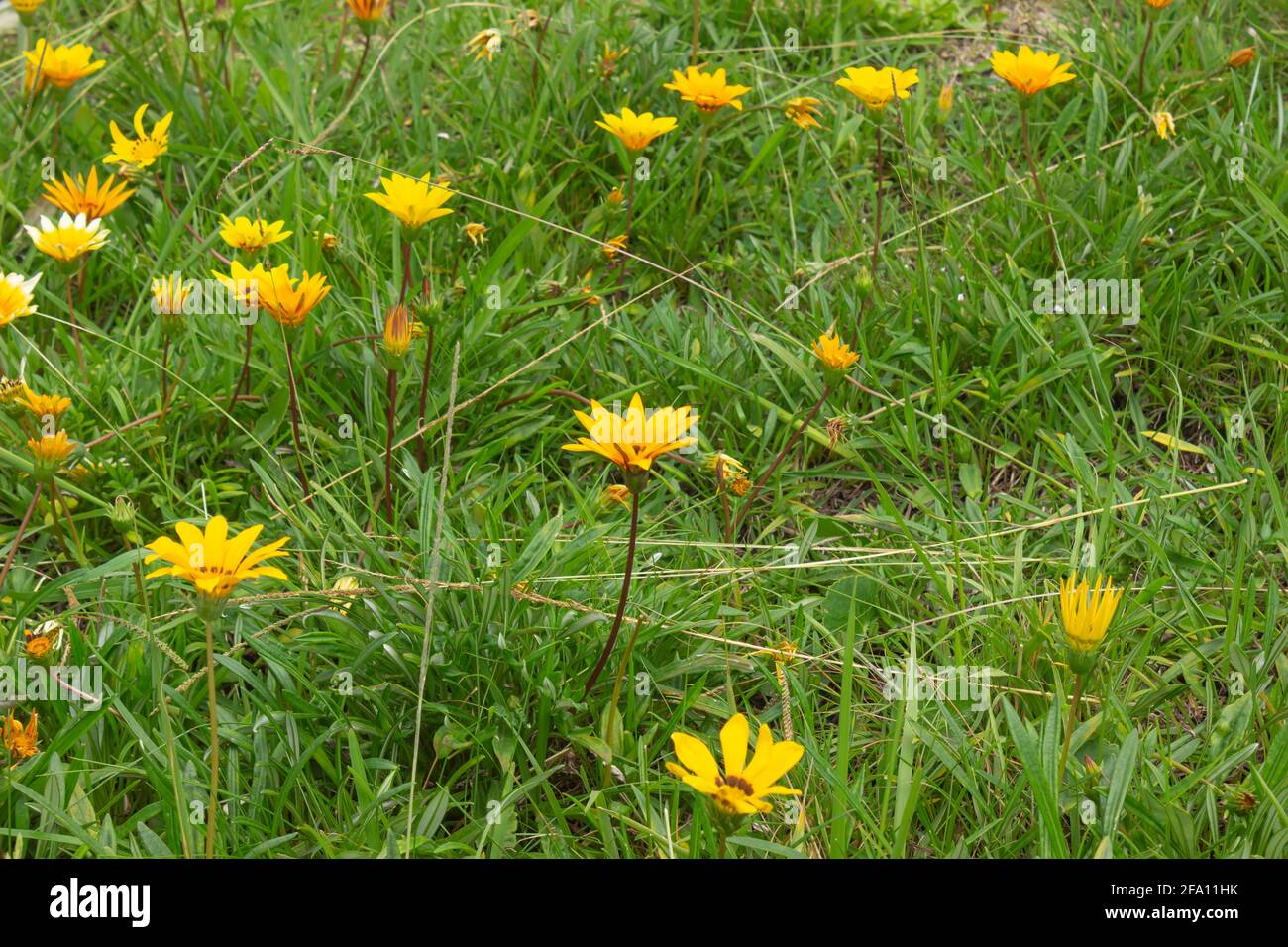 Belles fleurs jaunes dans le jardin. Banque D'Images