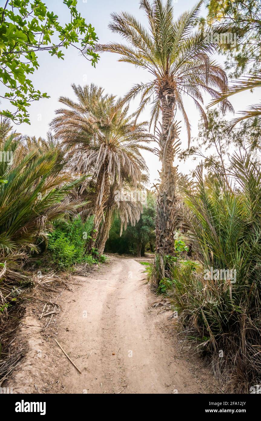 Chemin dans la vallée des palmiers par la rivière Ziz au Maroc Banque D'Images