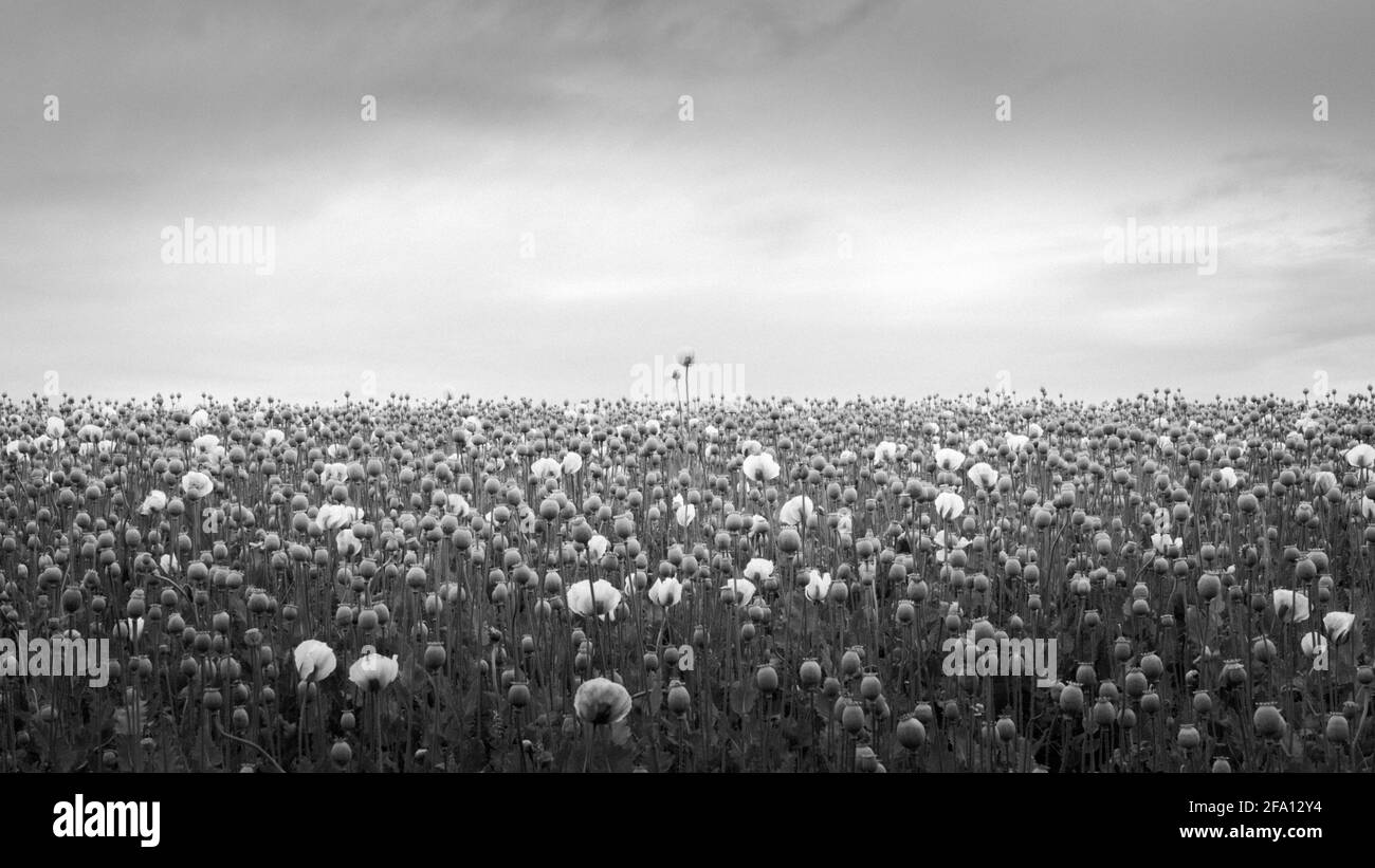 Nature avec 1 fleur avant tout Banque D'Images