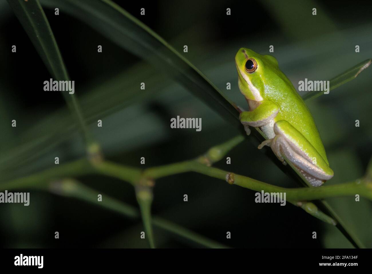 Petite grenouille d'arbre verte assise sur une feuille d'acacia Les terres humides australiennes en Nouvelle-Galles du Sud près de Newcastle la nuit à la recherche de nourriture sur une île Banque D'Images