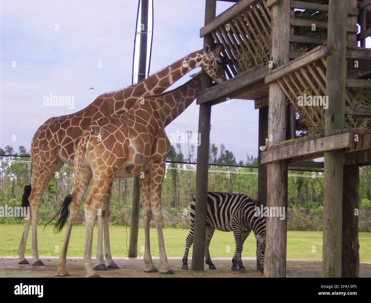Deux girafes masai une girafe est enceinte. Un zèbre est également repéré. Ces animaux sont dans un endroit fermé près d'un safari pour garder en sécurité manger de l'herbe Banque D'Images