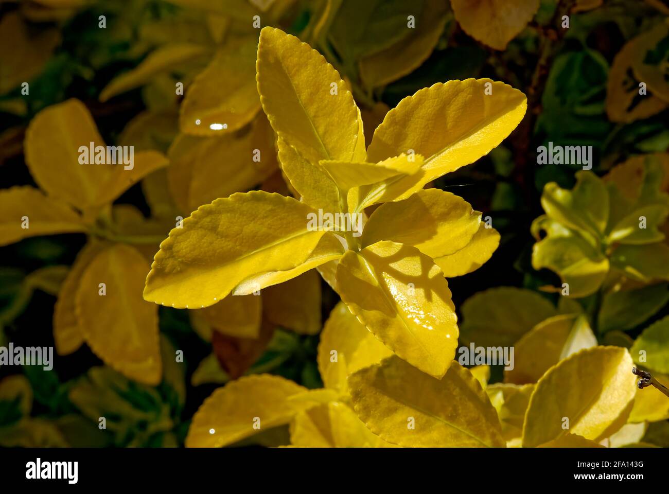 Figure des feuilles vert-jaune. Fond de jardin, texture. Banque D'Images