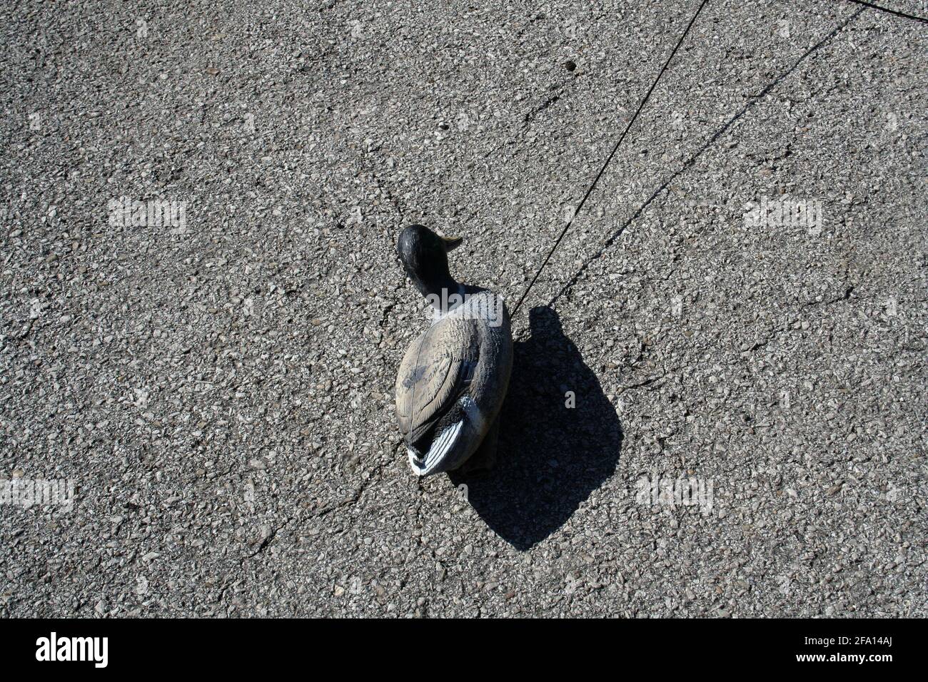Un leurre de canard en plastique repose sur l'asphalte; sa corde est tirée hors du cadre. Banque D'Images