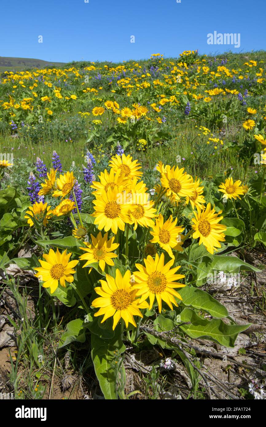 Une colline de printemps est en cascade avec le balsamroot jaune et violet lupin fleurit dans le sud de l'État de Washington Banque D'Images