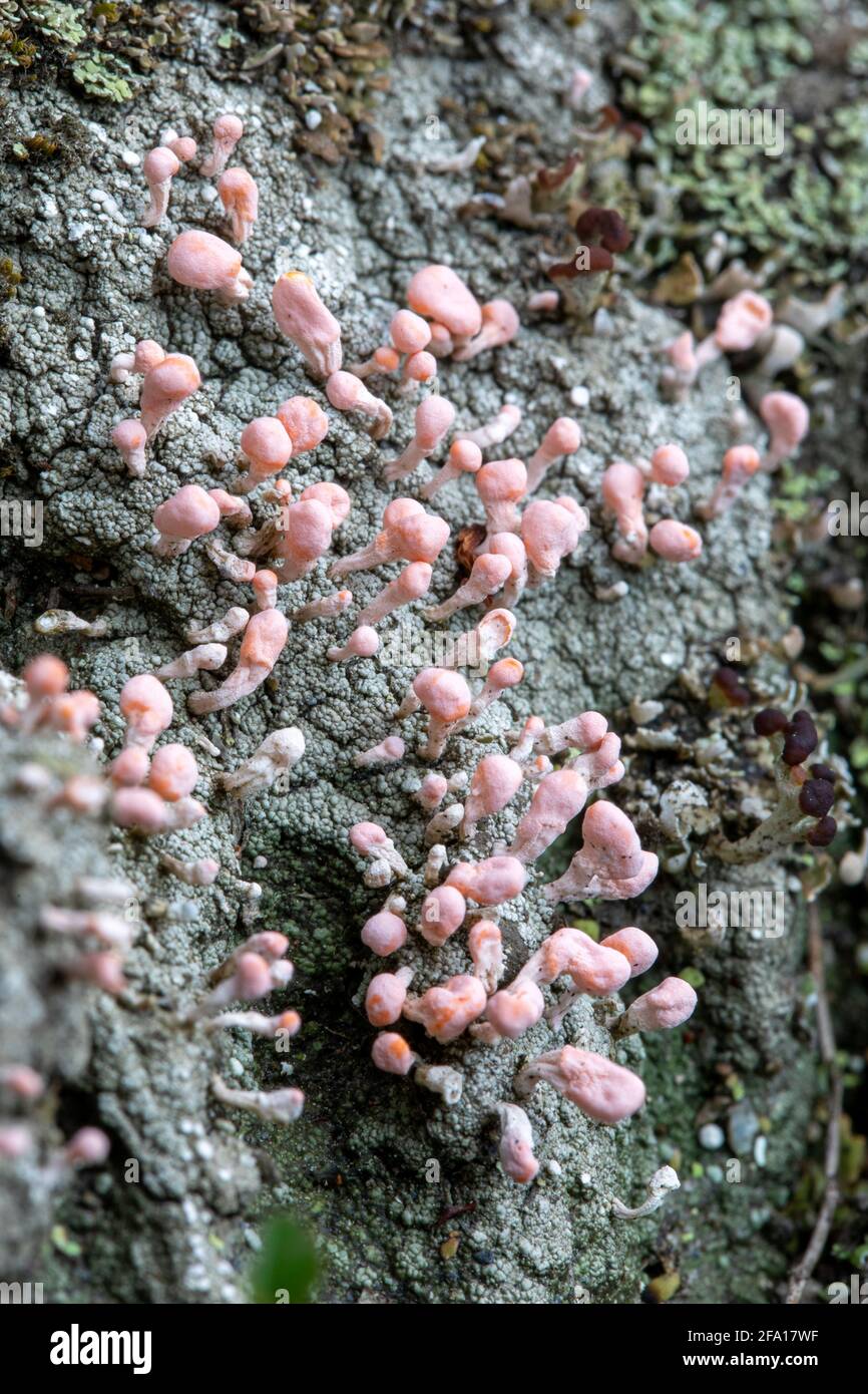 Pink Earth Lichen (Dibaeis baeomyces) - Brevard, Caroline du Nord, États-Unis Banque D'Images