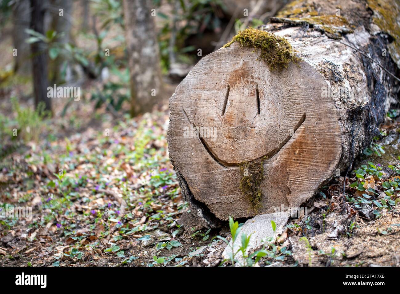 Visage smiley sculpté dans le tronc d'arbre déchu - Sycamore Cove Trail, forêt nationale de Pisgah, Brevard, Caroline du Nord, États-Unis Banque D'Images