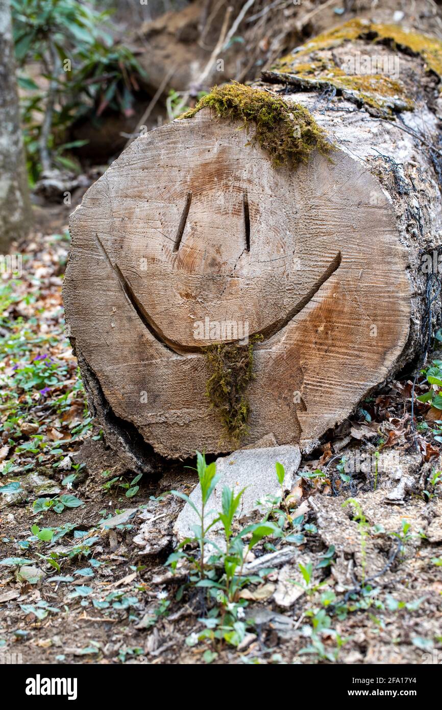 Visage smiley sculpté dans le tronc d'arbre déchu - Sycamore Cove Trail, forêt nationale de Pisgah, Brevard, Caroline du Nord, États-Unis Banque D'Images