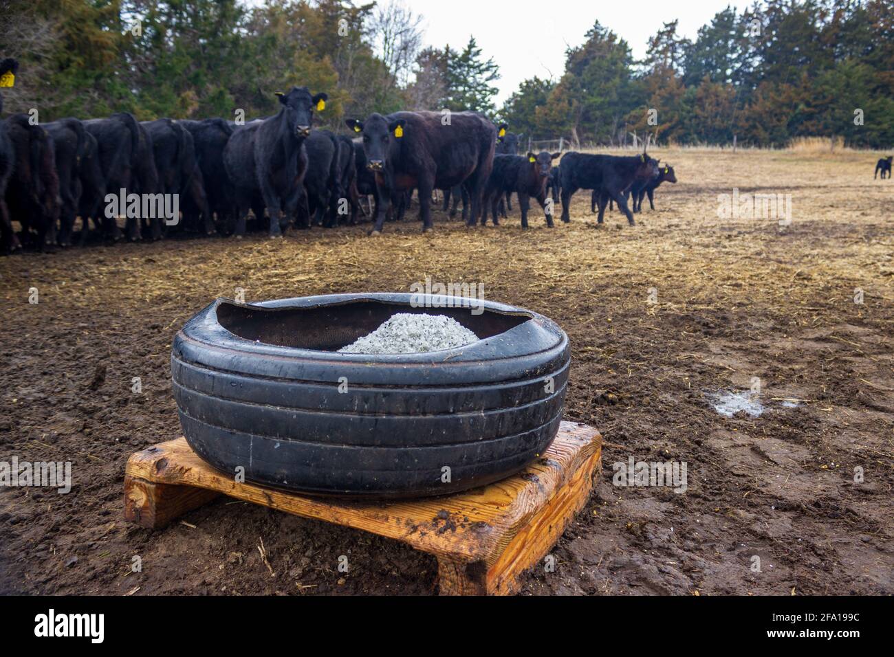 Une boîte à sel, faite d'un vieux pneu de tracteur, est fraîchement remplie et prête pour le troupeau voisin de vaches et de veaux Black Angus le matin des pluies. Banque D'Images