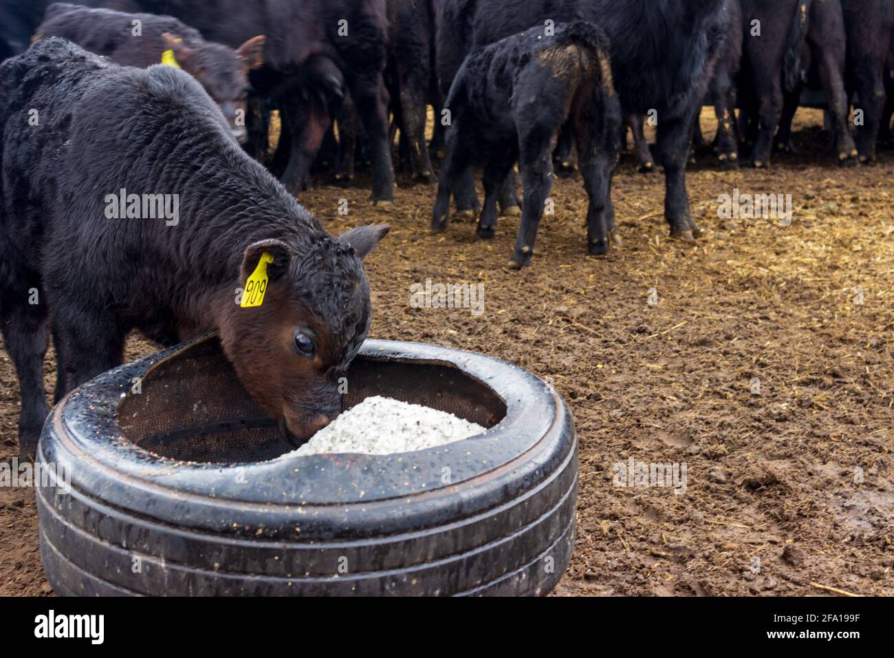 Un veau Black Angus vérifie la boîte de sel fraîchement remplie d'un vieux pneu de tracteur, tandis que les vaches mangent du grain en arrière-plan. Banque D'Images