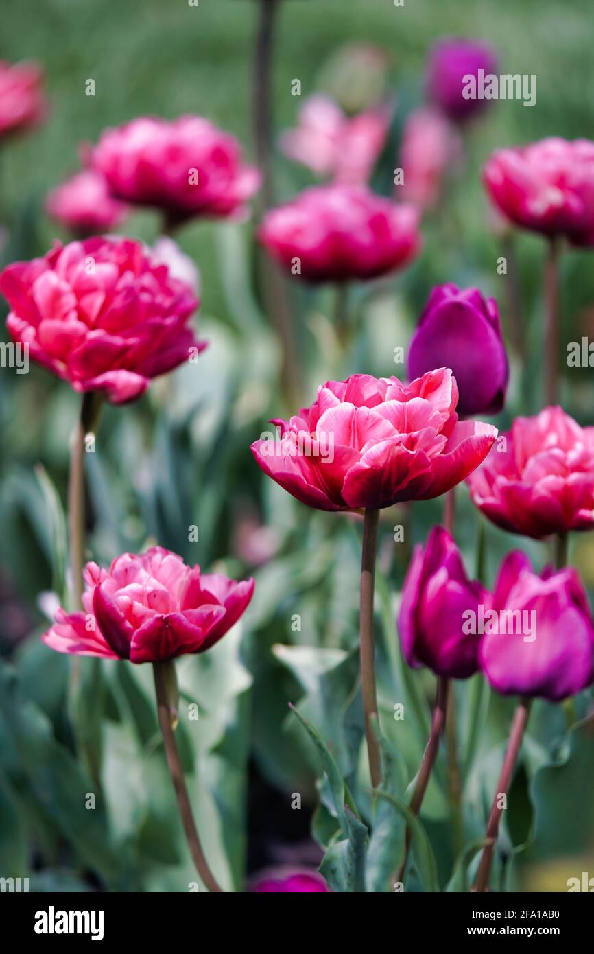 Tulipes romantiques en rose et violet Banque D'Images